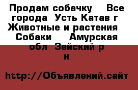 Продам собачку  - Все города, Усть-Катав г. Животные и растения » Собаки   . Амурская обл.,Зейский р-н